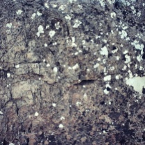 Detalle de las rocas del lugar con floración de líquenes.